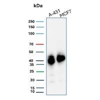 Western blot analysis of A-431 and MCF7 cell lysates using TROP-2 Antibody (TACSTD2/7349R) - Azide and BSA Free.