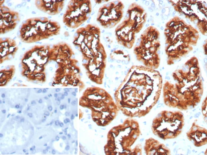 Formalin-fixed, paraffin-embedded human kidney stained with Neprilysin/CD10 antibody (MME/8281R) - Azide and BSA Free. HIER: Tris/EDTA, pH9.0, 45min. Secondary: HRP-polymer, 30min. DAB, 5min.
