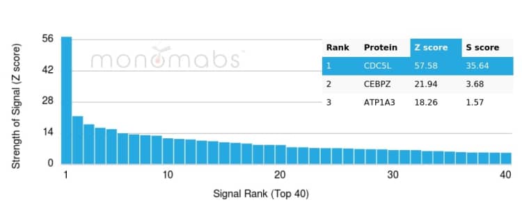 Analysis of Protein Array containing more than 19,000 full-length human proteins using CDC5L antibody (PCRP-CDC5L-2C6) - Azide and BSA Free.