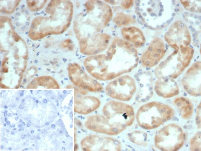 Formalin-fixed, paraffin-embedded human kidney stained with S100G antibody (S100G/7461) - Azide and BSA Free. Inset: PBS instead of primary antibody; secondary only negative control.