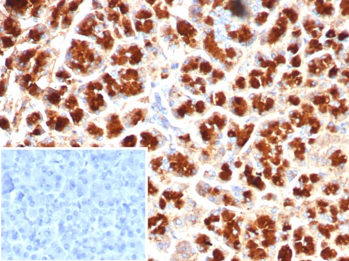 Formalin-fixed, paraffin-embedded human pancreas stained with GIRK2 antibody (KCNJ6/7558) - Azide and BSA Free at 2ug/ml. Inset: PBS instead of primary antibody; secondary only negative control.