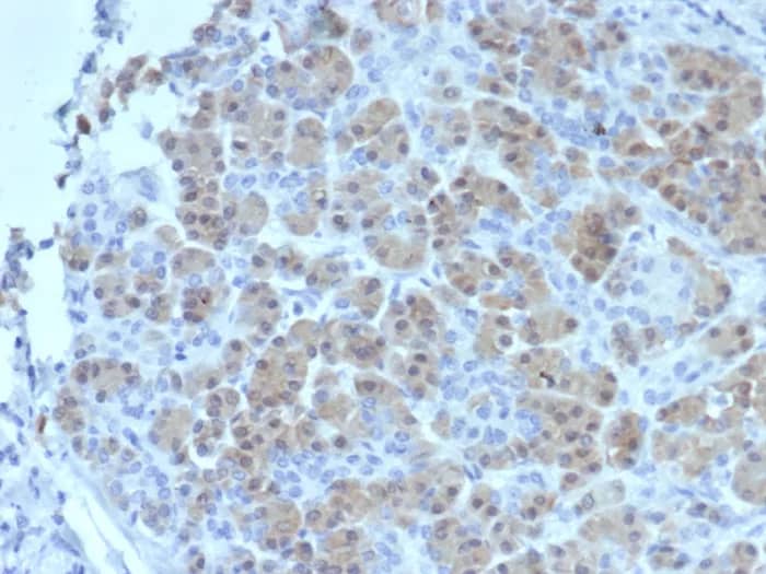 Immunohistochemistry-Paraffin: BRCA2 Antibody (BRCA2/2158) - Azide and BSA Free [NBP3-24027] - Formalin-fixed, paraffin-embedded human salivary gland stained with BRCA2 Antibody (BRCA2/2158). HIER: Tris/EDTA, pH9.0, 45min. 2°C: HRP-polymer, 30min. DAB, 5min.