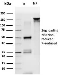 Flow Cytometric Analysis of PFA-fixed HeLa cells. LDB2 antibody (PCRP-LDB2-1B10) - Azide and BSA Free followed by goat anti-mouse IgG-CF488 (blue); unstained cells (red).