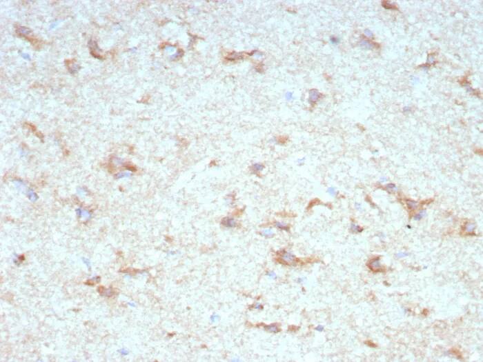 Immunohistochemistry-Paraffin: KChIP2 Antibody (KCNIP2/7589) - Azide and BSA Free [NBP3-24039] - Formalin-fixed, paraffin-embedded human cerebellum stained with KChIP2 Antibody (KCNIP2/7589). HIER: Tris/EDTA, pH9.0, 45min. 2°C: HRP-polymer, 30min. DAB, 5min.