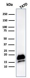 Western Blot: RNA Polymerase II/POLR2A Antibody (POLR2A/9089R) - Azide and BSA Free [NBP3-24041] - Western Blot Analysis of human T47D cell lysate using RNA Polymerase II/POLR2A Antibody (POLR2A/9089R)