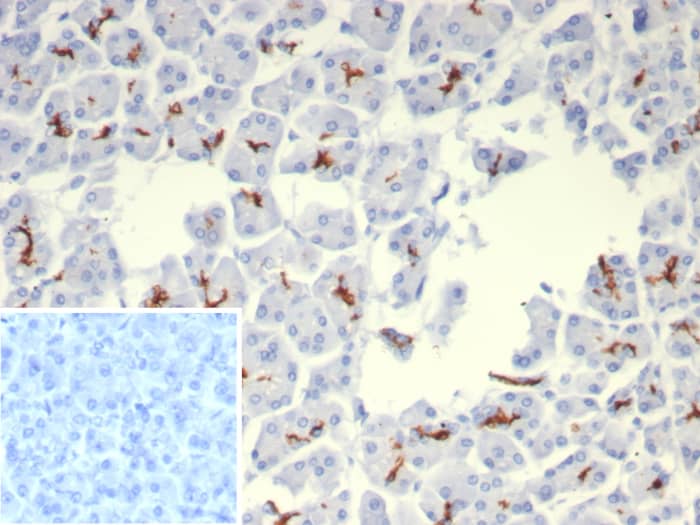 IHC analysis of formalin-fixed, paraffin-embedded human pancreas. CFTR antibody (rCFTR/8048) - Azide and BSA Free. Inset: PBS instead of primary antibody; secondary only negative control.