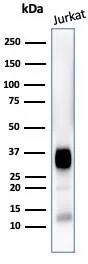 Western Blot: CD7 Antibody (CD7/3868R) - Azide and BSA Free [NBP3-24056] - Western blot analysis of Jurkat cell lysate using CD7 Antibody (CD7/3868R)