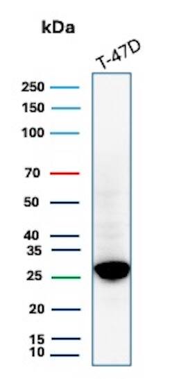 Western Blot Analysis of T-47D lysate using GSTM3 Antibody (rGSTM3/8878) - Azide and BSA Free.