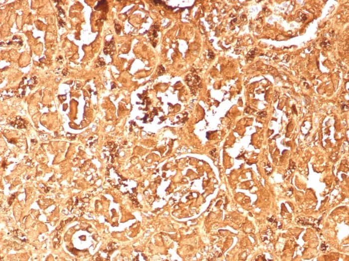 Immunohistochemistry-Paraffin: Hemoglobin A2 Antibody (rHBA/9167) - Azide and BSA Free [NBP3-24089] - Formalin-fixed, paraffin-embedded human kidney stained with Hemoglobin A2 Antibody (rHBA/9167). HIER: Tris/EDTA, pH9.0, 45min. 2°C: HRP-polymer, 30min. DAB, 5min.