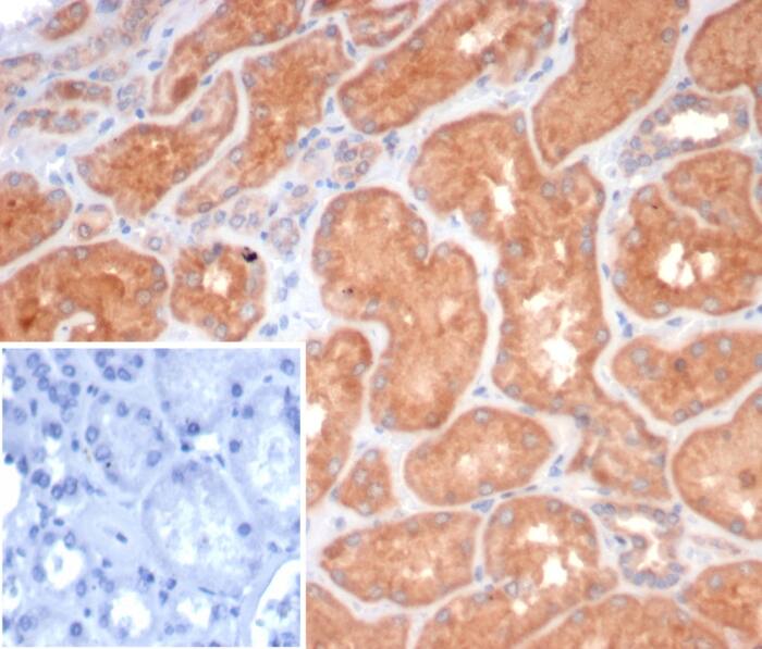 Formalin-fixed, paraffin-embedded human kidney stained with S100G antibody (S100G/7462) - Azide and BSA Free. Inset: PBS instead of primary antibody; secondary only negative control.