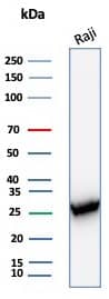 Western blot analysis of Raji cell lysate using PCNA antibody (PCNA/8303R) - Azide and BSA Free.