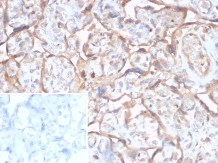 Immunohistochemistry-Paraffin: TGF-beta Antibody (TGFB/7240) - Azide and BSA Free [NBP3-24126] - Formalin-fixed, paraffin-embedded human placenta stained with TGF-beta Antibody (TGFB/7240). Inset: PBS instead of primary antibody; secondary only negative control.