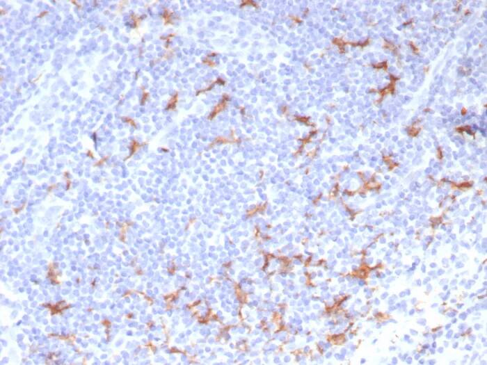 Immunohistochemistry-Paraffin: CD163L1 Antibody (CD163L1/7971) - Azide and BSA Free [NBP3-24128] - Formalin-fixed, paraffin-embedded human tonsil stained with CD163L1 Antibody (CD163L1/7971). HIER: Tris/EDTA, pH9.0, 45min. 2°C: HRP-polymer, 30min. DAB, 5min.