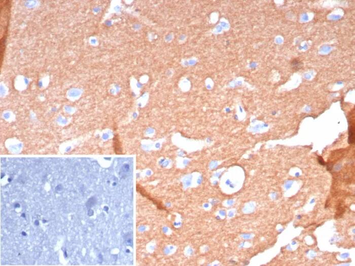 Immunohistochemistry-Paraffin: L1CAM Antibody (L1CAM/9267R) - Azide and BSA Free [NBP3-24129] - Formalin-fixed, paraffin-embedded human brain stained with L1CAM Antibody (L1CAM/9267R). Inset: PBS instead of primary antibody; secondary only negative control.