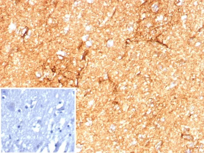 Immunohistochemistry-Paraffin: GFAP Antibody (GFAP/8615R) - Azide and BSA Free [NBP3-24135] - Formalin-fixed, paraffin-embedded human brain stained with GFAP Antibody (GFAP/8615R). Inset: PBS instead of primary antibody; secondary only negative control.
