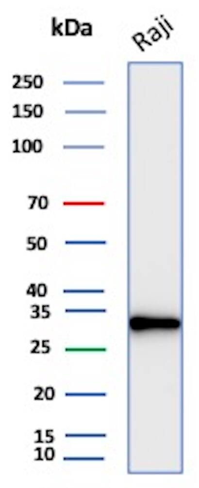 Western Blot Analysis of Raji cell lysate using CD20 Antibody (rMS4A1/8044) - Azide and BSA Free.