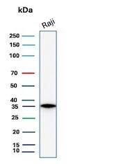 Western Blot Analysis of Raji cell lysate using CD20 Antibody (rMS4A1/8044) - Azide and BSA Free.