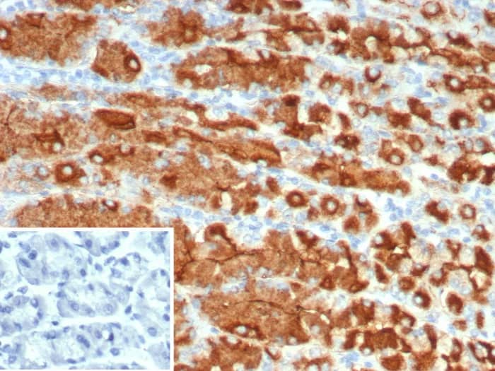 Immunohistochemistry-Paraffin: MUC1 Antibody (r115D8) - Azide and BSA Free [NBP3-24150] - Formalin-fixed, paraffin-embedded human stomach stained with MUC1 Antibody (r115D8). Inset: PBS instead of primary antibody; secondary only negative control.