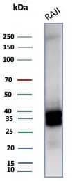 Western Blot: CD20 Antibody (MS4A1/6993R) - Azide and BSA Free [NBP3-24154] - Western blot analysis of Raji cell lysate using CD20 Antibody (MS4A1/6993R)