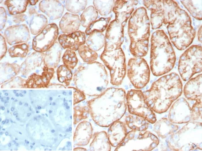 Immunohistochemistry-Paraffin: Cadherin-16 Antibody (CDH16/8800R) - Azide and BSA Free [NBP3-24158] - IHC analysis of formalin-fixed, paraffin-embedded human kidney. Stained using Cadherin-16 Antibody (CDH16/8800R). Inset: PBS instead of primary antibody; secondary only negative control.