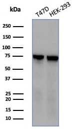 Western blot analysis of T47D & HEK-293 cell lysates using HspA1B antibody (HSPA1B/7623) - Azide and BSA Free.