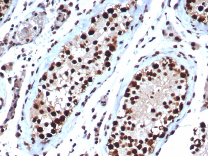 Formalin-fixed, paraffin-embedded human testis stained with HspA1B antibody (HSPA1B/7623) - Azide and BSA Free. HIER: Tris/EDTA, pH9.0, 45min. Secondary: HRP-polymer, 30min. DAB, 5min.