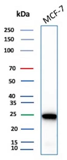 Western Blot Analysis of MCF-7 lysate using Galectin-3 Antibody (rLGALS3/7286) - Azide and BSA Free