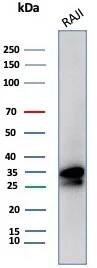 Western Blot: CD20 Antibody (MS4A1/8072R) - Azide and BSA Free [NBP3-24187] - Western Blot Analysis of Raji cell lysate using CD20 Antibody (MS4A1/8072R)