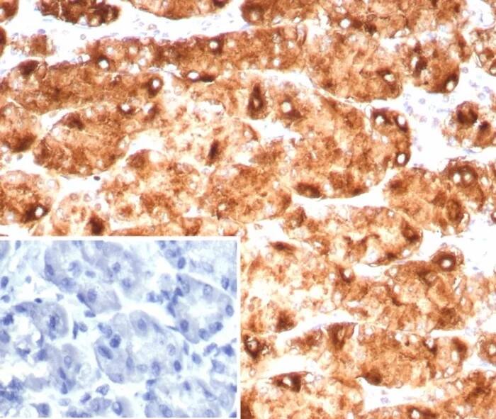 Immunohistochemistry-Paraffin: Lewis Y Antibody (LWY/9243R) - Azide and BSA Free [NBP3-24188] - Formalin-fixed, paraffin-embedded human stomach stained with Lewis Y Antibody (LWY/9243R). Inset: PBS instead of primary antibody; secondary only negative control.