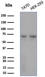 Western blot analysis of T47D & HEK-293 cell lysates using HspA1B antibody (HSPA1B/7625) - Azide and BSA Free.