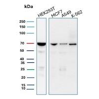 Western blot analysis of  HEK293T, MCF7, A549 and K-562 cell lysates using IMP3 Antibody (IMP3/8934R) - Azide and BSA Free.