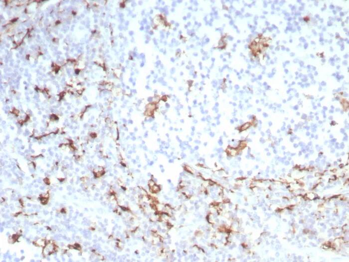 Immunohistochemistry-Paraffin: CD163 Antibody (M130/8821R) - Azide and BSA Free [NBP3-24193] - Formalin-fixed, paraffin-embedded human tonsil stained with CD163 Antibody (M130/8821R). HIER: Tris/EDTA, pH9.0, 45min. 2°C: HRP-polymer, 30min. DAB, 5min.