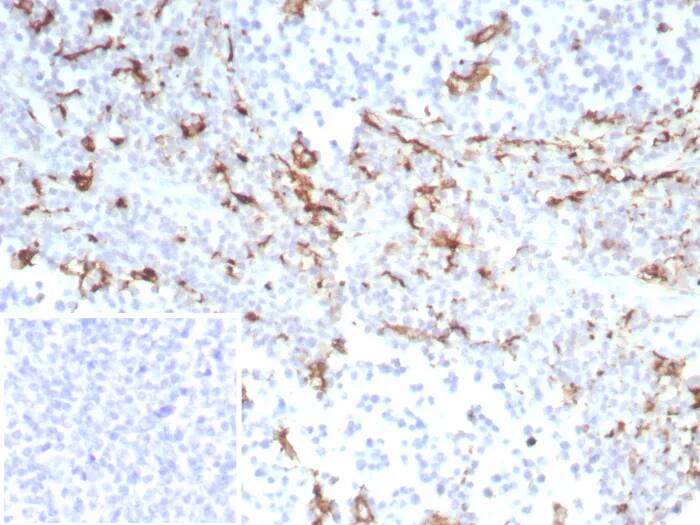 Immunohistochemistry-Paraffin: CD163 Antibody (M130/8821R) - Azide and BSA Free [NBP3-24193] - Formalin-fixed, paraffin-embedded human tonsil stained with CD163 Antibody (M130/8821R). Inset: PBS instead of primary antibody; secondary only negative control.