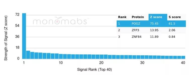 Protein Array: POGZ Antibody (PCRP-POGZ-1B2) - Azide and BSA Free [NBP3-24195] - Analysis of Protein Array containing more than 19,000 full-length human proteins using POGZ Antibody (PCRP-POGZ-1B2). 