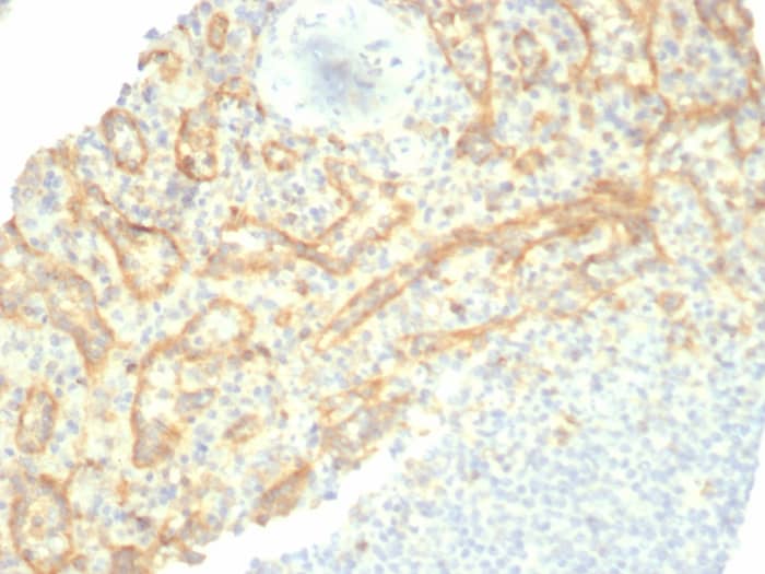 Formalin-fixed, paraffin-embedded human spleen stained with TIM-3 antibody (TIM3/6863R) - Azide and BSA Free. HIER: Tris/EDTA, pH9.0, 45min. Secondary: HRP-polymer, 30min. DAB, 5min.