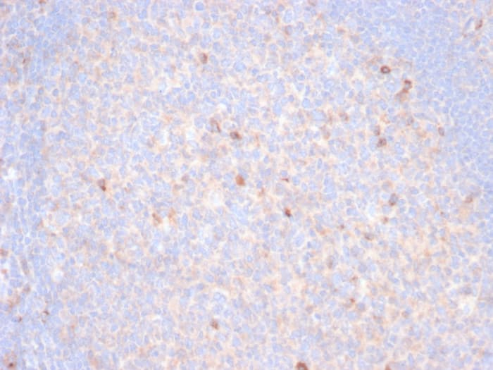 Formalin-fixed, paraffin-embedded human tonsil stained with TIM-3 antibody (TIM3/6863R) - Azide and BSA Free. HIER: Tris/EDTA, pH9.0, 45min. Secondary: HRP-polymer, 30min. DAB, 5min.