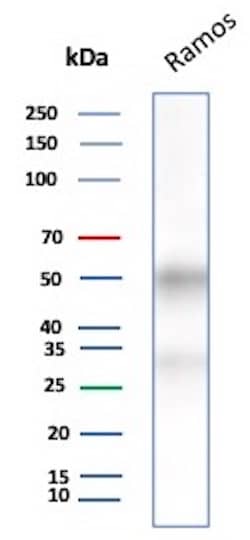 Western Blot Analysis of Ramos lysate using CD27/TNFRSF7 Antibody (LPFS2/8607R) - Azide and BSA Free.