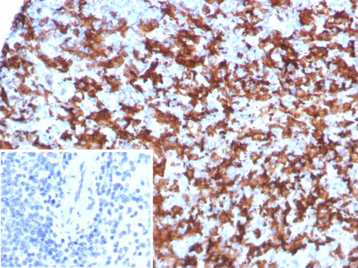 Formalin-fixed, paraffin-embedded human spleen stained with AIF-1/Iba1 antibody (AIF1/8970R) - Azide and BSA Free. Inset: PBS instead of primary antibody; secondary only negative control.