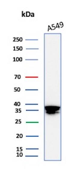 Western Blot Analysis of A549 lysate using Annexin A1 Antibody (rANXA1/6451) - Azide and BSA Free.