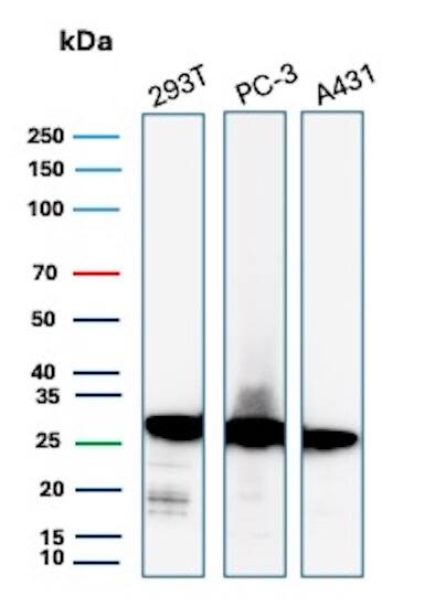 Western blot analysis of 293T, PC-3 and A431 lysates using RPS23 Antibody (YWHAE/8636R) - Azide and BSA Free. 