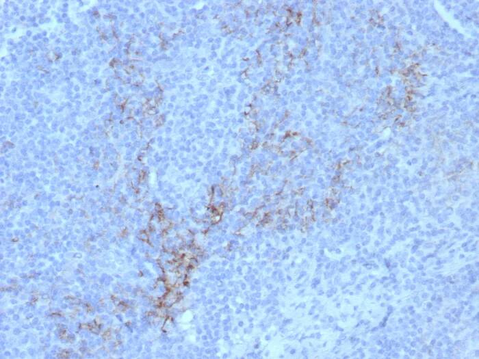 Immunohistochemistry-Paraffin: Neprilysin/CD10 Antibody (rMME/8584) - Azide and BSA Free [NBP3-24233] - Formalin-fixed, paraffin-embedded human lymph node stained with Neprilysin/CD10 Antibody (rMME/8584). HIER: Tris/EDTA, pH9.0, 45min. 2°C: HRP-polymer, 30min. DAB, 5min.