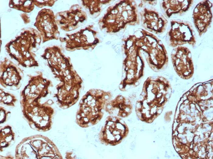 Immunohistochemistry-Paraffin: Neprilysin/CD10 Antibody (rMME/8584) - Azide and BSA Free [NBP3-24233] - Formalin-fixed, paraffin-embedded human kidney stained with Neprilysin/CD10 Antibody (rMME/8584). HIER: Tris/EDTA, pH9.0, 45min. 2°C: HRP-polymer, 30min. DAB, 5min.