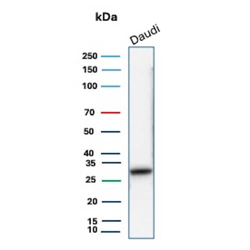 Western Blot Analysis of Daudi cell lysate using HLA DQ/DR/DP Antibody (HLA-Pan/8311R) - Azide and BSA Free.