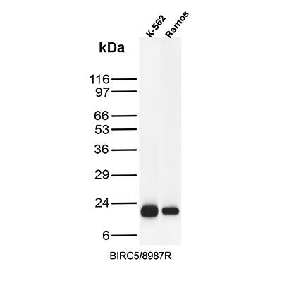 Western Blot Analysis of K-562 and Ramos cell lysates using Survivin Antibody (BIRC5/8987R) - Azide and BSA Free.