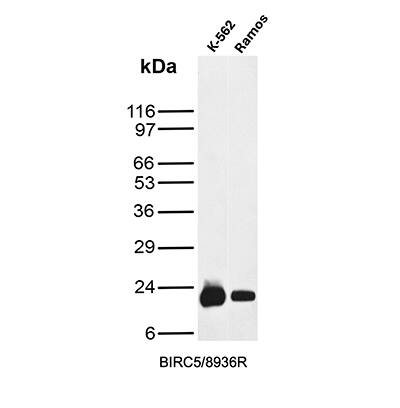 Western Blot Analysis of K-562 and Ramos cell lysates using Survivin Antibody (BIRC5/8936R) - Azide and BSA Free.