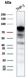 Western blot analysis of THP-1 cell lysate using SATB2 antibody (SATB2/8264R) - Azide and BSA Free.
