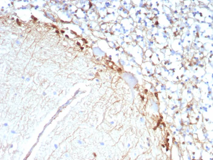 Formalin-fixed, paraffin-embedded human brain stained with Glutamine Synthetase antibody (rGLUL/8620) - Azide and BSA Free. HIER: Tris/EDTA, pH9.0, 45min. Secondary: HRP-polymer, 30min. DAB, 5min.