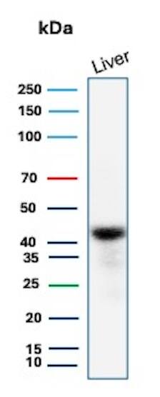 Western blot analysis of human liver lysate using Glutamine Synthetase Antibody (rGLUL/8620) - Azide and BSA Free.
