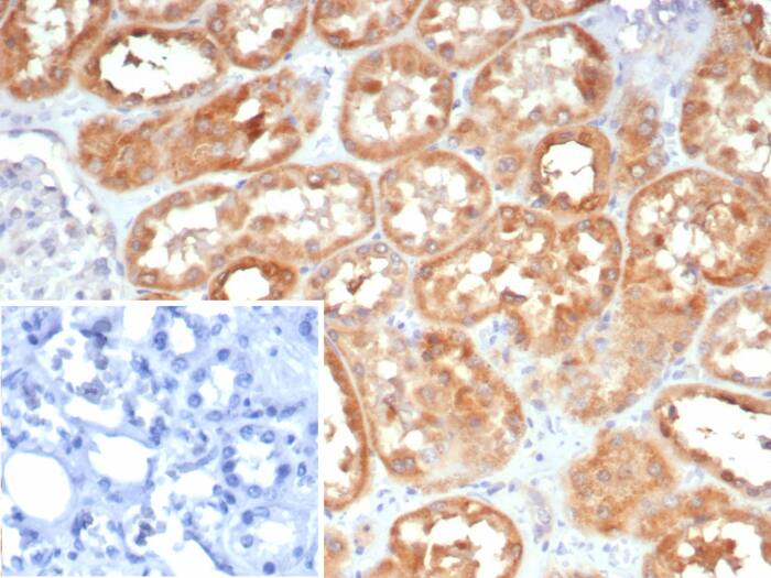 Formalin-fixed, paraffin-embedded human kidney stained with BAD-LAMP/LAMP5 antibody (LAMP5/7642) - Azide and BSA Free. Inset: PBS instead of primary antibody; secondary only negative control.
