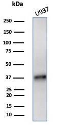 Western blot analysis of U937 cell lysate using BAD-LAMP/LAMP5 antibody (LAMP5/7642) - Azide and BSA Free.